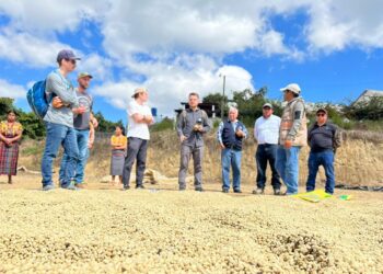 Café de San Juan Sacatepéquez explora el mercado de Estados Unidos