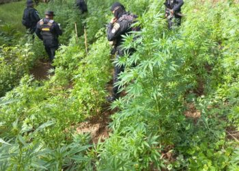 Personal antinarcóticos erradica plantación de Marihuana en Totonicapán