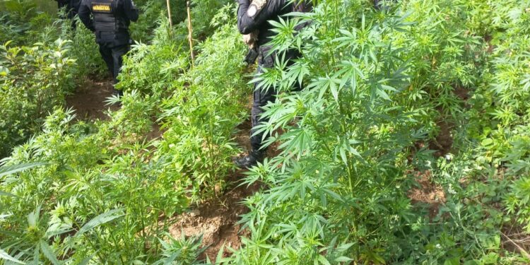 Personal antinarcóticos erradica plantación de Marihuana en Totonicapán