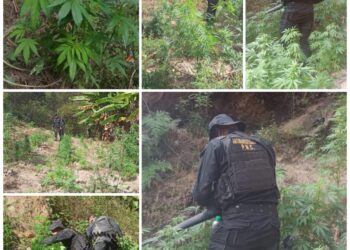 Erradican plantaciones de marihuana valoradas en más Q36 millones