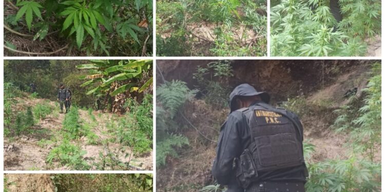 Erradican plantaciones de marihuana valoradas en más Q36 millones