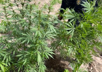 Erradican plantación de arbustos de hoja de coca en Izabal