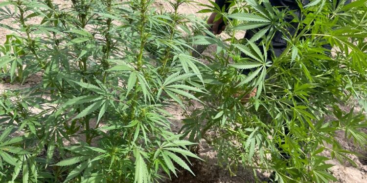 Erradican plantación de arbustos de hoja de coca en Izabal