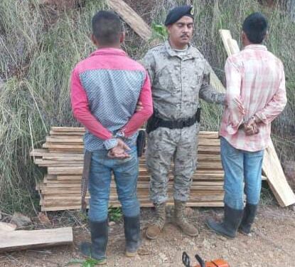 Capturan dos personas por tala ilegal de producto forestal