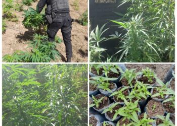 Erradican plantaciones de marihuana en Totonicapán