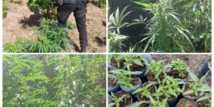 Erradican plantaciones de marihuana en Totonicapán