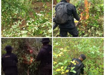 Erradican plantaciones de arbustos de hoja de coca valorados en más de Q4 millones