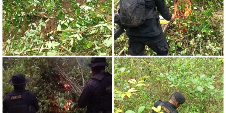 Erradican plantaciones de arbustos de hoja de coca valorados en más de Q4 millones