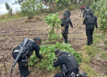 PNC erradica matas  de marihuana valoradas en Q22 millones