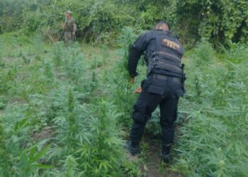 Erradican 48 mil matas de marihuana