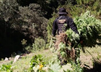 Erradican en Huehuetenango más de 22 mil matas de marihuana