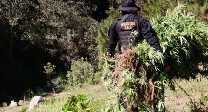 Erradican en Huehuetenango más de 22 mil matas de marihuana
