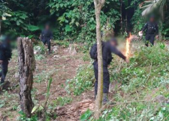 Erradican más de 163 mil arbustos de hoja de coca en Petén