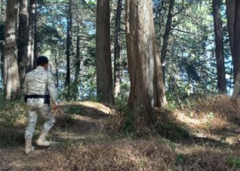 Diprona localiza y decomisa producto forestal en Alta Verapaz