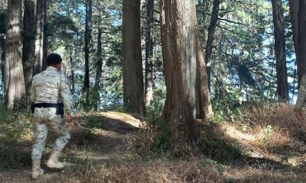 Diprona localiza y decomisa producto forestal en Alta Verapaz