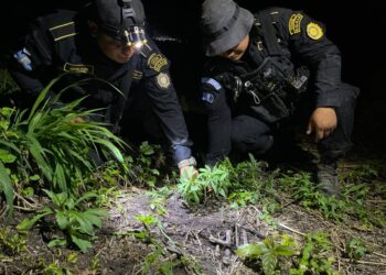 Erradican más de 117 mil matas de marihuana en Petén