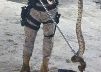 Diprona rescata una serpiente en Melchor de Mencos, Petén