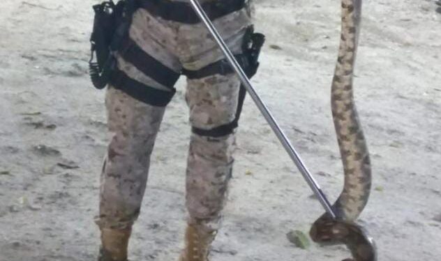 Diprona rescata una serpiente en Melchor de Mencos, Petén