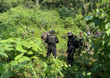 Erradican arbustos de hoja de coca valorados en Q81mil