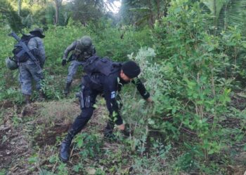 Destruyen más de 366 mil arbustos de hoja de coca y narcolaboratorio artesanal en Alta Verapaz