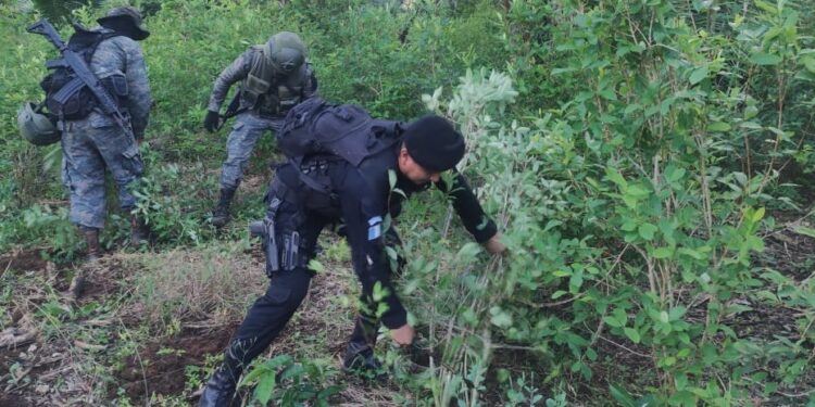 Destruyen más de 366 mil arbustos de hoja de coca y narcolaboratorio artesanal en Alta Verapaz