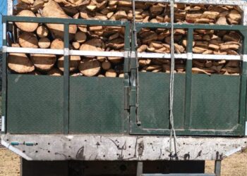 Capturan a persona por transportar de forma ilícita producto forestal