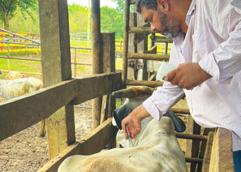 MAGA previene enfermedades en hato ganadero de Petén