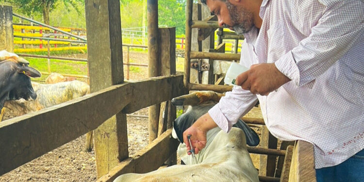 MAGA previene enfermedades en hato ganadero de Petén