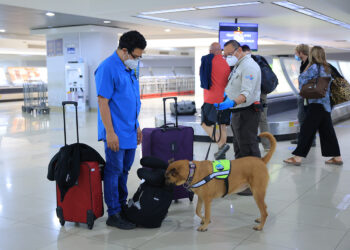 Guatemala refuerza medidas fitosanitarias para prevenir el hongo Fusarium