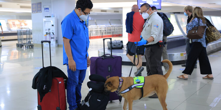 Guatemala refuerza medidas fitosanitarias para prevenir el hongo Fusarium