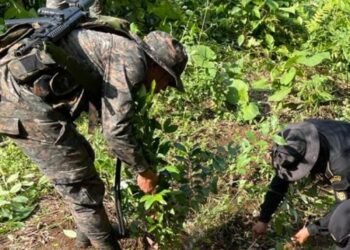 8,100 arbustos de coca fueron erradicados en Alta Verapaz.