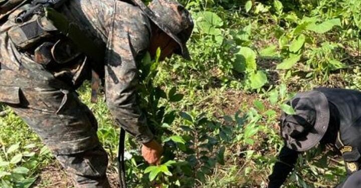 8,100 arbustos de coca fueron erradicados en Alta Verapaz.