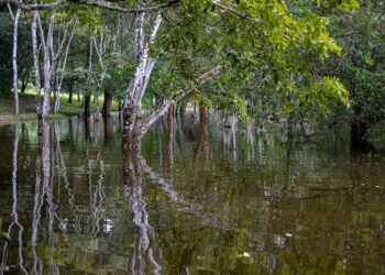Humedales: Un recurso elemental para la vida y la naturaleza