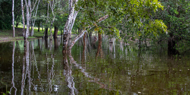 Humedales: Un recurso elemental para la vida y la naturaleza