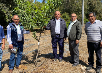 Impulsan nuevas variedades de melocotón en Guatemala