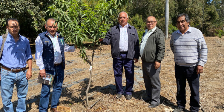 Impulsan nuevas variedades de melocotón en Guatemala