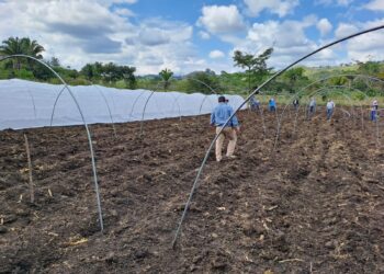 MAGA en Petén construirá macrotuneles para la producción de hortalizas