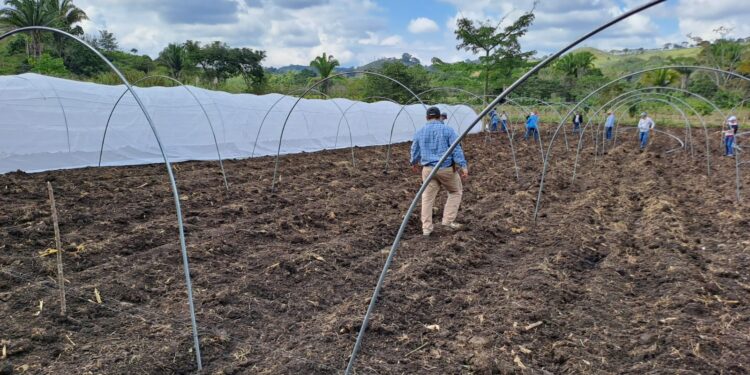 MAGA en Petén construirá macrotuneles para la producción de hortalizas