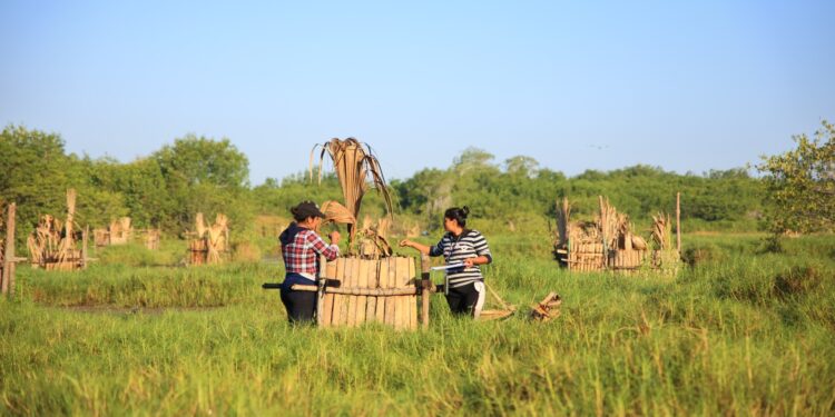 Pobladores restauran ecosistemas de manglares en Santa Rosa