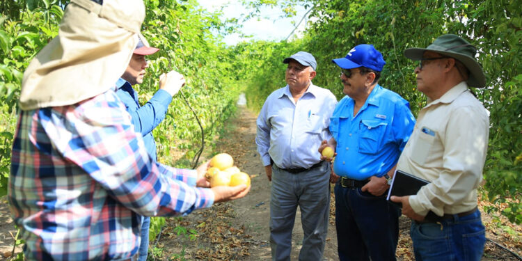 Jutiapa busca mejorar la producción de Maracuyá