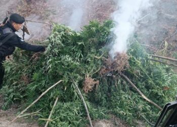Localizan y erradican plantación de marihuana en Huehuetenango
