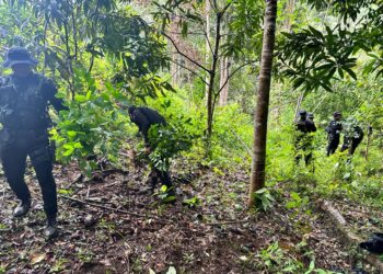 Erradican plantación de hoja de coca en Alta Verapaz