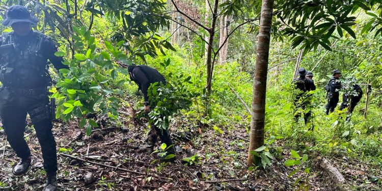Erradican plantación de hoja de coca en Alta Verapaz