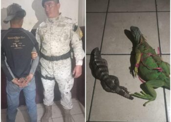 Diprona captura a persona por tráfico ilegal de fauna silvestre