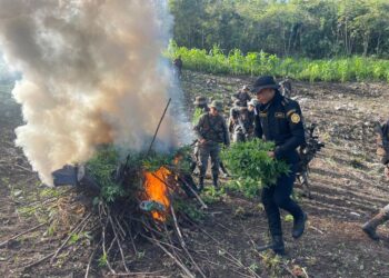 Erradicaciones de plantaciones ilícitas suman más de Q263 millones