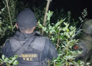 Erradican plantación de arbustos de hoja de coca en Alta Verapaz