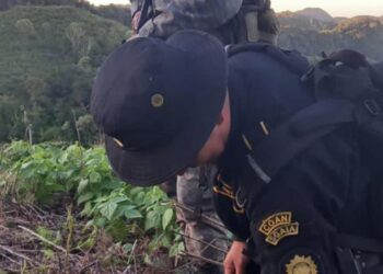 Erradican más de 8 mil matas de marihuana en Petén