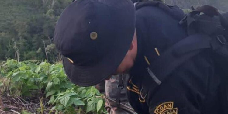 Erradican más de 8 mil matas de marihuana en Petén