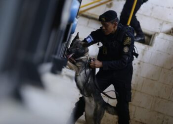Más de 15 perros K-9 están listos para detección de ilícitos