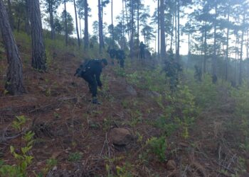 Erradican arbustos de hoja de coca valorados en Q2.2 millones